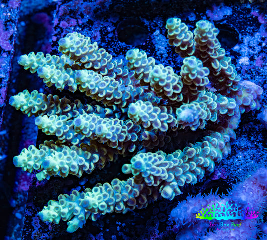Ultra Hardline Reefs Acropora WYSIWYG B1R2B1 11cm Ultra Hardline Reefs Acropora WYSIWYG B1R2B1 11cm SPS Ultra Hardline Reefs Acropora WYSIWYG B1R2B1 11cm Zeo Box Reef