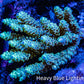 Ultra Hardline Reefs Acropora WYSIWYG B1R2B1 11cm Ultra Hardline Reefs Acropora WYSIWYG B1R2B1 11cm SPS Ultra Hardline Reefs Acropora WYSIWYG B1R2B1 11cm Zeo Box Reef