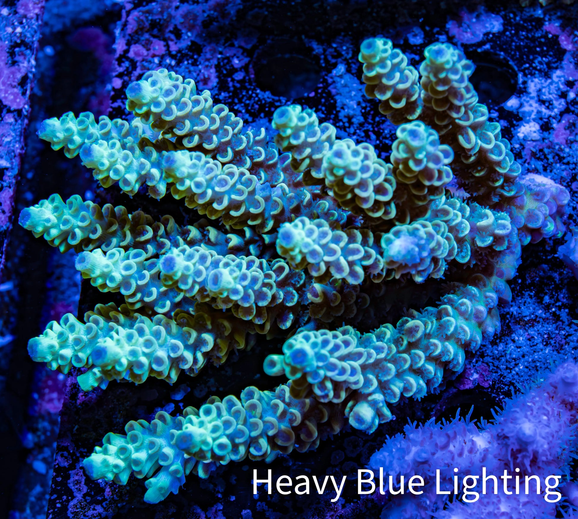 Ultra Hardline Reefs Acropora WYSIWYG B1R2B1 11cm Ultra Hardline Reefs Acropora WYSIWYG B1R2B1 11cm SPS Ultra Hardline Reefs Acropora WYSIWYG B1R2B1 11cm Zeo Box Reef