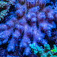 Ultra Hardline Reefs Acropora WYSIWYG B2R2B1 11cm Ultra Hardline Reefs Acropora WYSIWYG B2R2B1 11cm SPS Ultra Hardline Reefs Acropora WYSIWYG B2R2B1 11cm Zeo Box Reef
