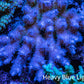 Ultra Hardline Reefs Acropora WYSIWYG B2R2B1 11cm Ultra Hardline Reefs Acropora WYSIWYG B2R2B1 11cm SPS Ultra Hardline Reefs Acropora WYSIWYG B2R2B1 11cm Zeo Box Reef