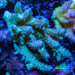 Ultra Hardline Reefs Acropora WYSIWYG B3R2B1 10cm Ultra Hardline Reefs Acropora WYSIWYG B3R2B1 10cm SPS Ultra Hardline Reefs Acropora WYSIWYG B3R2B1 10cm Zeo Box Reef