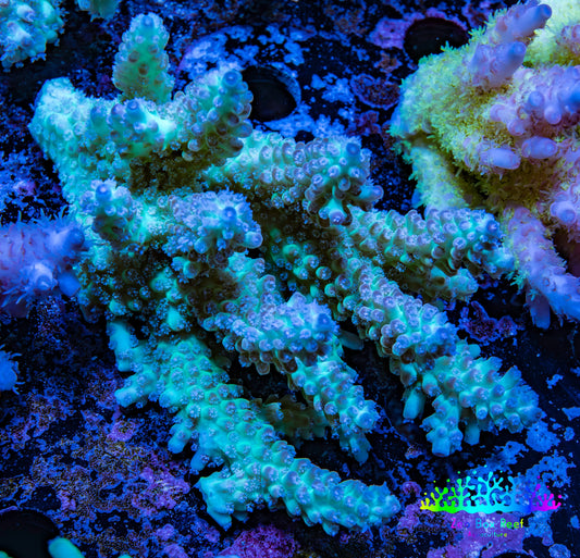 Ultra Hardline Reefs Acropora WYSIWYG B3R2B1 10cm Ultra Hardline Reefs Acropora WYSIWYG B3R2B1 10cm SPS Ultra Hardline Reefs Acropora WYSIWYG B3R2B1 10cm Zeo Box Reef