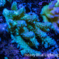 Ultra Hardline Reefs Acropora WYSIWYG B3R2B1 10cm Ultra Hardline Reefs Acropora WYSIWYG B3R2B1 10cm SPS Ultra Hardline Reefs Acropora WYSIWYG B3R2B1 10cm Zeo Box Reef