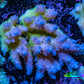 Ultra Hardline Reefs Acropora WYSIWYG B4R2B1 8cm Ultra Hardline Reefs Acropora WYSIWYG B4R2B1 8cm SPS Ultra Hardline Reefs Acropora WYSIWYG B4R2B1 8cm Zeo Box Reef