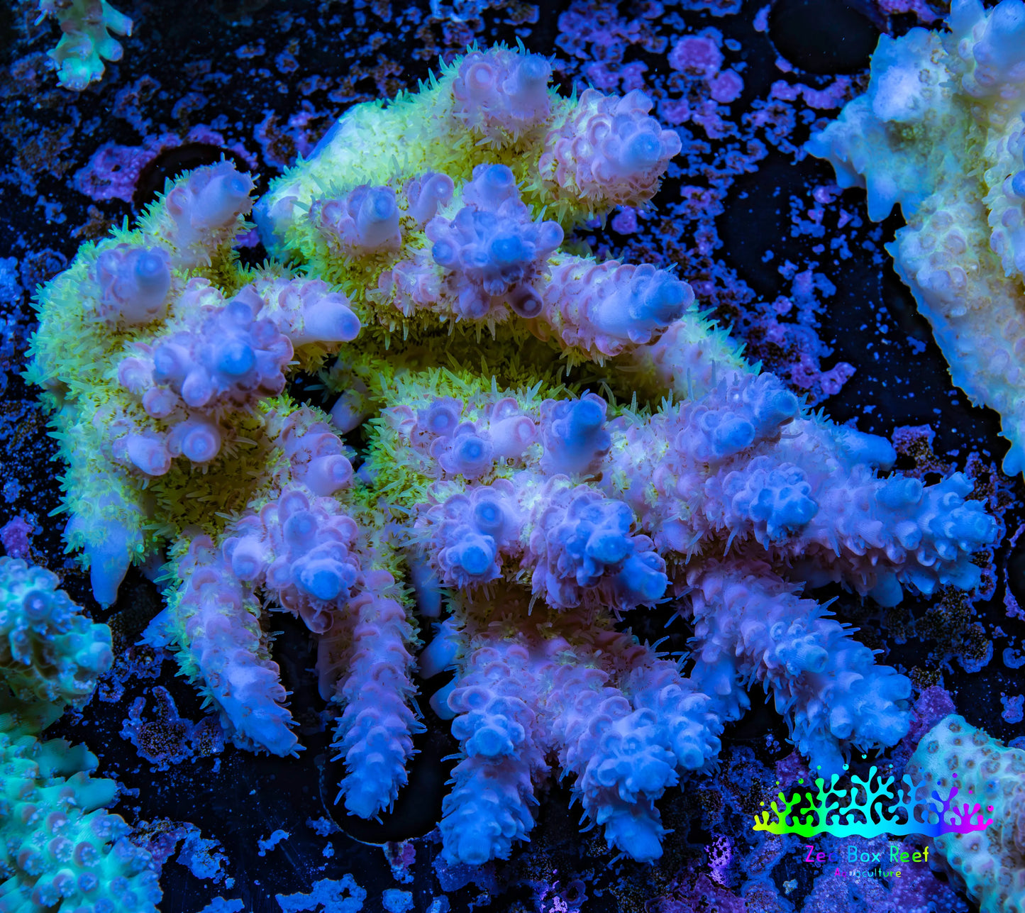 Ultra Hardline Reefs Acropora WYSIWYG B4R2B1 8cm Ultra Hardline Reefs Acropora WYSIWYG B4R2B1 8cm SPS Ultra Hardline Reefs Acropora WYSIWYG B4R2B1 8cm Zeo Box Reef