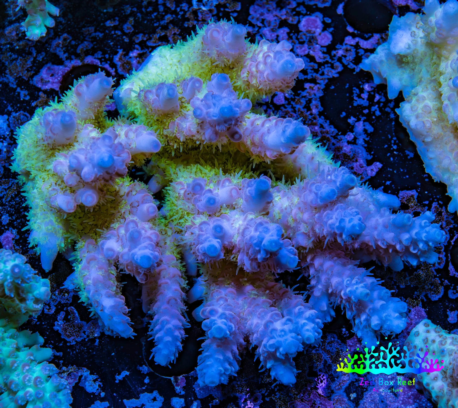 Ultra Hardline Reefs Acropora WYSIWYG B4R2B1 8cm Ultra Hardline Reefs Acropora WYSIWYG B4R2B1 8cm SPS Ultra Hardline Reefs Acropora WYSIWYG B4R2B1 8cm Zeo Box Reef