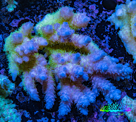 Ultra Hardline Reefs Acropora WYSIWYG B4R2B1 8cm Ultra Hardline Reefs Acropora WYSIWYG B4R2B1 8cm SPS Ultra Hardline Reefs Acropora WYSIWYG B4R2B1 8cm Zeo Box Reef