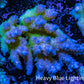 Ultra Hardline Reefs Acropora WYSIWYG B4R2B1 8cm Ultra Hardline Reefs Acropora WYSIWYG B4R2B1 8cm SPS Ultra Hardline Reefs Acropora WYSIWYG B4R2B1 8cm Zeo Box Reef