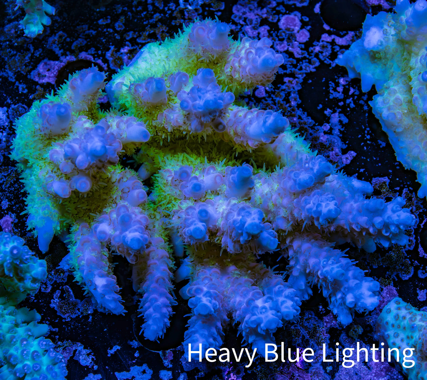 Ultra Hardline Reefs Acropora WYSIWYG B4R2B1 8cm Ultra Hardline Reefs Acropora WYSIWYG B4R2B1 8cm SPS Ultra Hardline Reefs Acropora WYSIWYG B4R2B1 8cm Zeo Box Reef