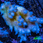 Ultra Hardline Reefs Acropora WYSIWYG B5R2B1 8cm Ultra Hardline Reefs Acropora WYSIWYG B5R2B1 8cm SPS Ultra Hardline Reefs Acropora WYSIWYG B5R2B1 8cm Zeo Box Reef