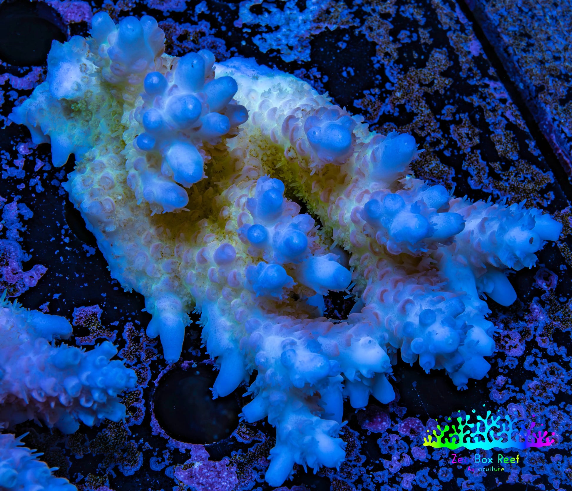 Ultra Hardline Reefs Acropora WYSIWYG B5R2B1 8cm Ultra Hardline Reefs Acropora WYSIWYG B5R2B1 8cm SPS Ultra Hardline Reefs Acropora WYSIWYG B5R2B1 8cm Zeo Box Reef