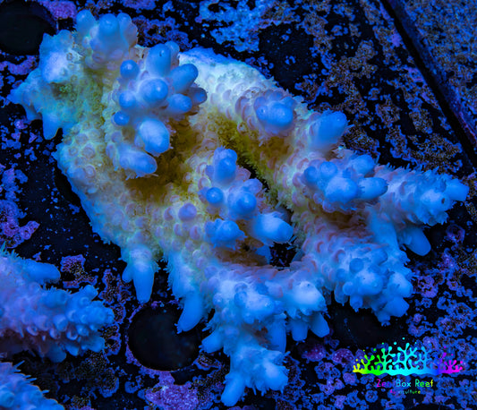 Ultra Hardline Reefs Acropora WYSIWYG B5R2B1 8cm Ultra Hardline Reefs Acropora WYSIWYG B5R2B1 8cm SPS Ultra Hardline Reefs Acropora WYSIWYG B5R2B1 8cm Zeo Box Reef