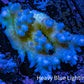 Ultra Hardline Reefs Acropora WYSIWYG B5R2B1 8cm Ultra Hardline Reefs Acropora WYSIWYG B5R2B1 8cm SPS Ultra Hardline Reefs Acropora WYSIWYG B5R2B1 8cm Zeo Box Reef