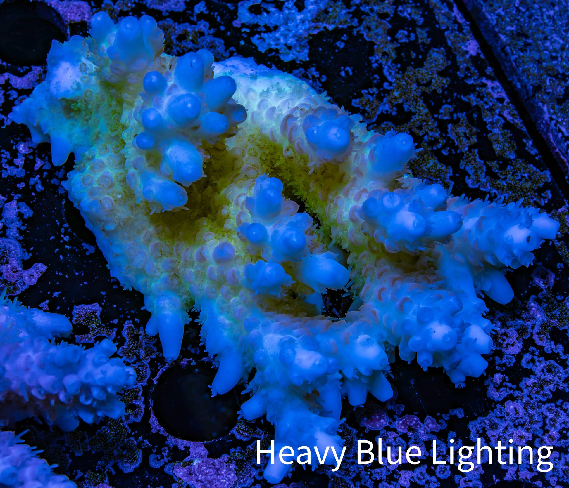Ultra Hardline Reefs Acropora WYSIWYG B5R2B1 8cm Ultra Hardline Reefs Acropora WYSIWYG B5R2B1 8cm SPS Ultra Hardline Reefs Acropora WYSIWYG B5R2B1 8cm Zeo Box Reef
