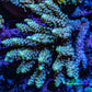 Ultra Hardline Reefs Acropora WYSIWYG C1R2B1 11cm Ultra Hardline Reefs Acropora WYSIWYG C1R2B1 11cm SPS Ultra Hardline Reefs Acropora WYSIWYG C1R2B1 11cm Zeo Box Reef