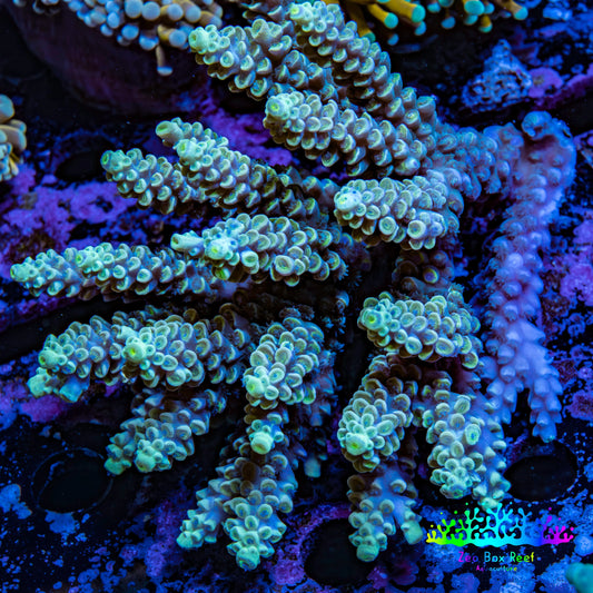 Ultra Hardline Reefs Acropora WYSIWYG C1R2B1 11cm Ultra Hardline Reefs Acropora WYSIWYG C1R2B1 11cm SPS Ultra Hardline Reefs Acropora WYSIWYG C1R2B1 11cm Zeo Box Reef