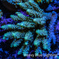 Ultra Hardline Reefs Acropora WYSIWYG C1R2B1 11cm Ultra Hardline Reefs Acropora WYSIWYG C1R2B1 11cm SPS Ultra Hardline Reefs Acropora WYSIWYG C1R2B1 11cm Zeo Box Reef