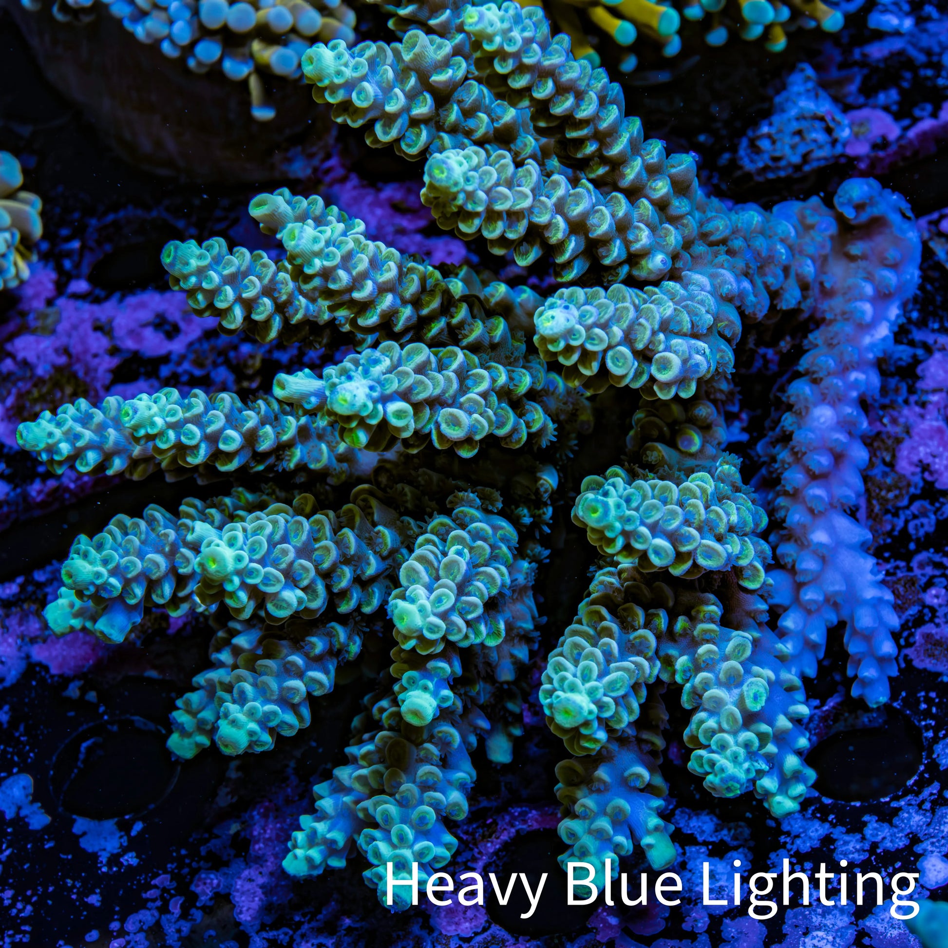 Ultra Hardline Reefs Acropora WYSIWYG C1R2B1 11cm Ultra Hardline Reefs Acropora WYSIWYG C1R2B1 11cm SPS Ultra Hardline Reefs Acropora WYSIWYG C1R2B1 11cm Zeo Box Reef