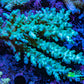 Ultra Hardline Reefs Acropora WYSIWYG C2R2B1 10cm Ultra Hardline Reefs Acropora WYSIWYG C2R2B1 10cm SPS Ultra Hardline Reefs Acropora WYSIWYG C2R2B1 10cm Zeo Box Reef