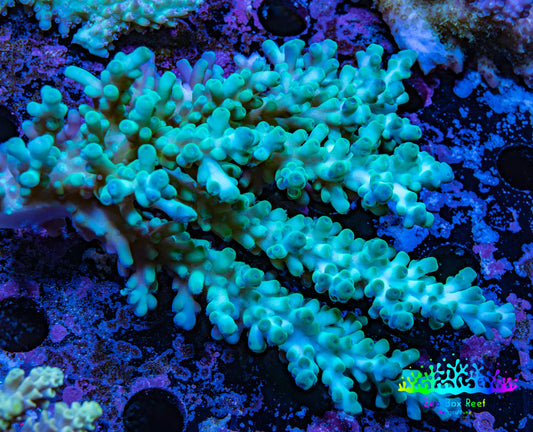 Ultra Hardline Reefs Acropora WYSIWYG C2R2B1 10cm Ultra Hardline Reefs Acropora WYSIWYG C2R2B1 10cm SPS Ultra Hardline Reefs Acropora WYSIWYG C2R2B1 10cm Zeo Box Reef