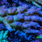 Ultra Hardline Reefs Acropora WYSIWYG C2R2B1 8cm Ultra Hardline Reefs Acropora WYSIWYG C2R2B1 8cm SPS Ultra Hardline Reefs Acropora WYSIWYG C2R2B1 8cm Zeo Box Reef