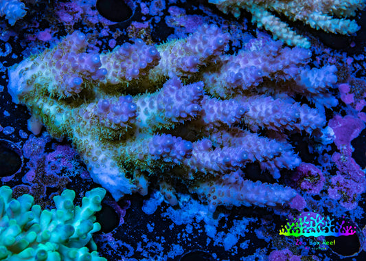Ultra Hardline Reefs Acropora WYSIWYG C2R2B1 8cm Ultra Hardline Reefs Acropora WYSIWYG C2R2B1 8cm SPS Ultra Hardline Reefs Acropora WYSIWYG C2R2B1 8cm Zeo Box Reef