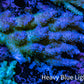 Ultra Hardline Reefs Acropora WYSIWYG C2R2B1 8cm Ultra Hardline Reefs Acropora WYSIWYG C2R2B1 8cm SPS Ultra Hardline Reefs Acropora WYSIWYG C2R2B1 8cm Zeo Box Reef