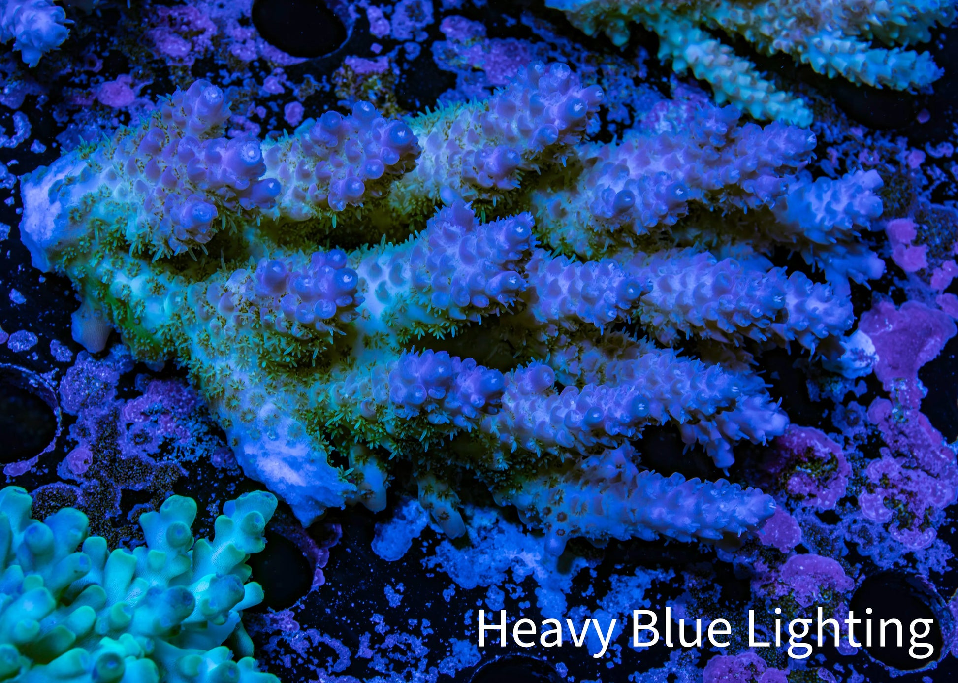 Ultra Hardline Reefs Acropora WYSIWYG C2R2B1 8cm Ultra Hardline Reefs Acropora WYSIWYG C2R2B1 8cm SPS Ultra Hardline Reefs Acropora WYSIWYG C2R2B1 8cm Zeo Box Reef