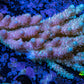 Ultra Hardline Reefs Acropora WYSIWYG C3R2B1 8cm Ultra Hardline Reefs Acropora WYSIWYG C3R2B1 8cm SPS Ultra Hardline Reefs Acropora WYSIWYG C3R2B1 8cm Zeo Box Reef