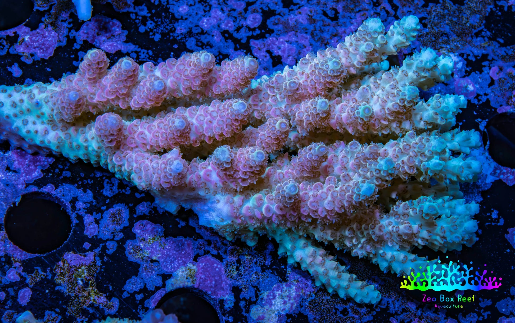 Ultra Hardline Reefs Acropora WYSIWYG C3R2B1 8cm Ultra Hardline Reefs Acropora WYSIWYG C3R2B1 8cm SPS Ultra Hardline Reefs Acropora WYSIWYG C3R2B1 8cm Zeo Box Reef
