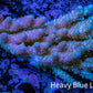Ultra Hardline Reefs Acropora WYSIWYG C3R2B1 8cm Ultra Hardline Reefs Acropora WYSIWYG C3R2B1 8cm SPS Ultra Hardline Reefs Acropora WYSIWYG C3R2B1 8cm Zeo Box Reef