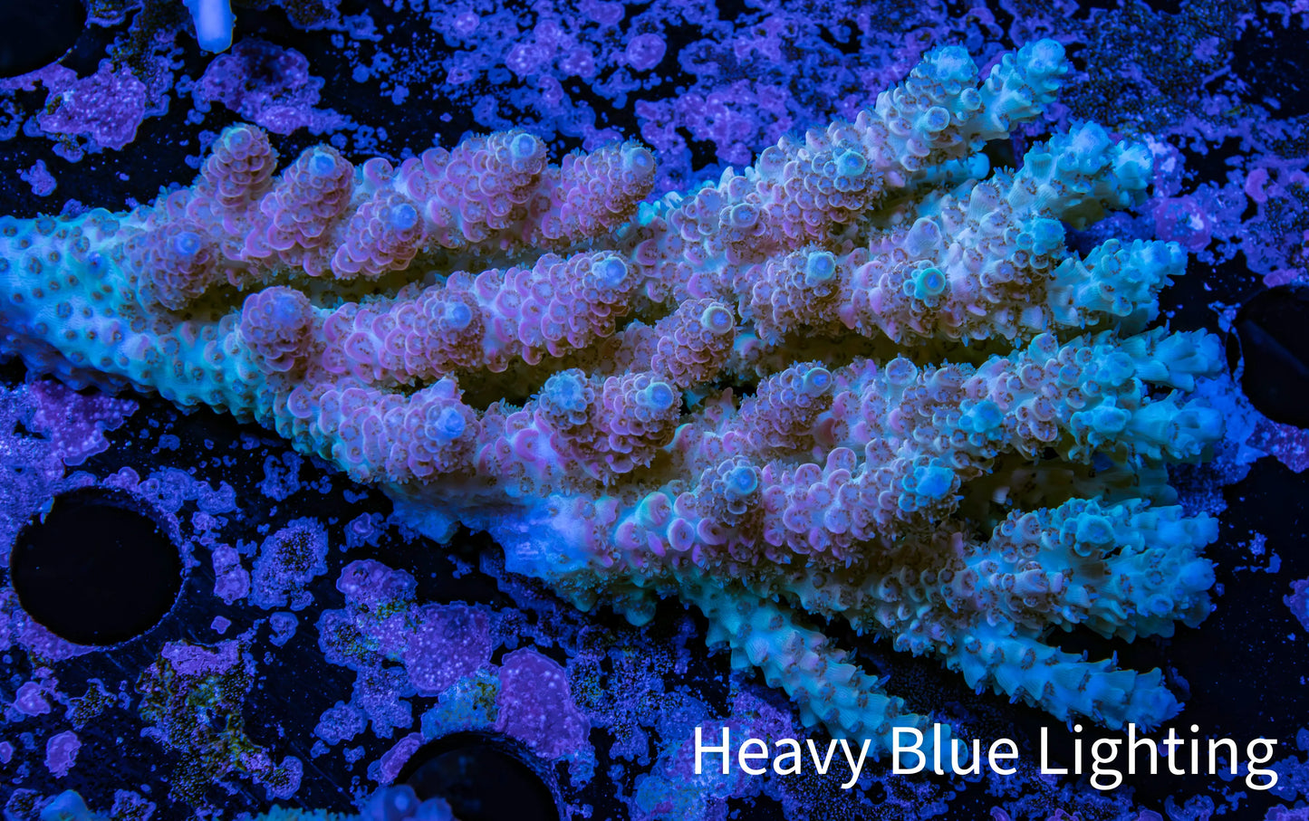 Ultra Hardline Reefs Acropora WYSIWYG C3R2B1 8cm Ultra Hardline Reefs Acropora WYSIWYG C3R2B1 8cm SPS Ultra Hardline Reefs Acropora WYSIWYG C3R2B1 8cm Zeo Box Reef