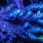 Ultra Hardline Reefs Acropora WYSIWYG D1R2B1 8cm Ultra Hardline Reefs Acropora WYSIWYG D1R2B1 8cm SPS Ultra Hardline Reefs Acropora WYSIWYG D1R2B1 8cm Zeo Box Reef