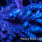 Ultra Hardline Reefs Acropora WYSIWYG D1R2B1 8cm Ultra Hardline Reefs Acropora WYSIWYG D1R2B1 8cm SPS Ultra Hardline Reefs Acropora WYSIWYG D1R2B1 8cm Zeo Box Reef