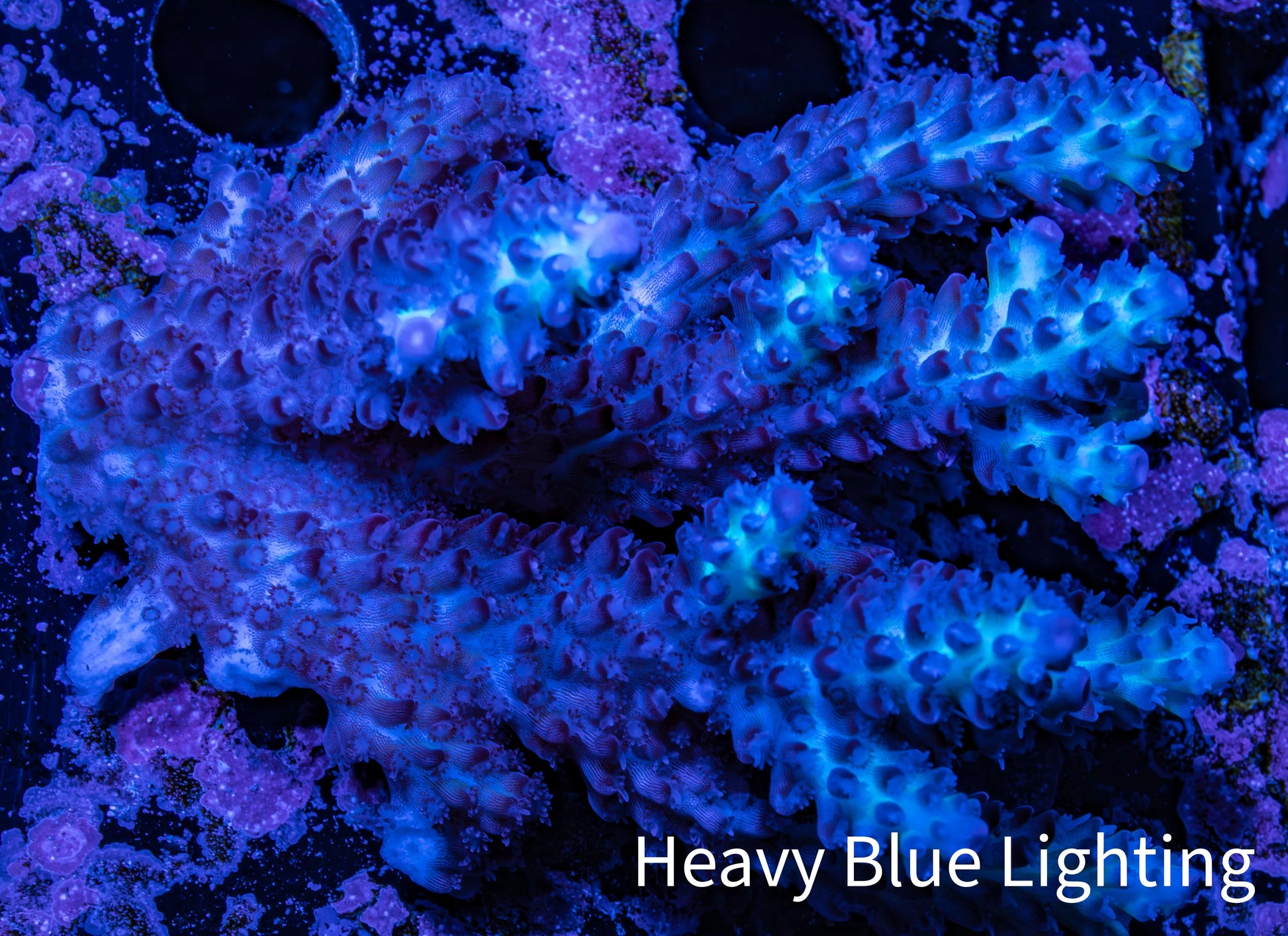 Ultra Hardline Reefs Acropora WYSIWYG D1R2B1 8cm Ultra Hardline Reefs Acropora WYSIWYG D1R2B1 8cm SPS Ultra Hardline Reefs Acropora WYSIWYG D1R2B1 8cm Zeo Box Reef