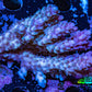 Ultra Hardline Reefs Acropora WYSIWYG D2R2B1 7cm Ultra Hardline Reefs Acropora WYSIWYG D2R2B1 7cm SPS Ultra Hardline Reefs Acropora WYSIWYG D2R2B1 7cm Zeo Box Reef