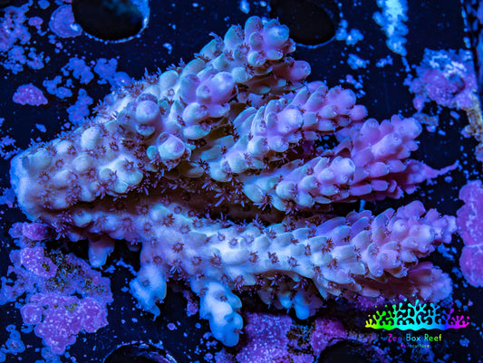 Ultra Hardline Reefs Acropora WYSIWYG D2R2B1 7cm Ultra Hardline Reefs Acropora WYSIWYG D2R2B1 7cm SPS Ultra Hardline Reefs Acropora WYSIWYG D2R2B1 7cm Zeo Box Reef