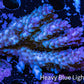 Ultra Hardline Reefs Acropora WYSIWYG D2R2B1 7cm Ultra Hardline Reefs Acropora WYSIWYG D2R2B1 7cm SPS Ultra Hardline Reefs Acropora WYSIWYG D2R2B1 7cm Zeo Box Reef