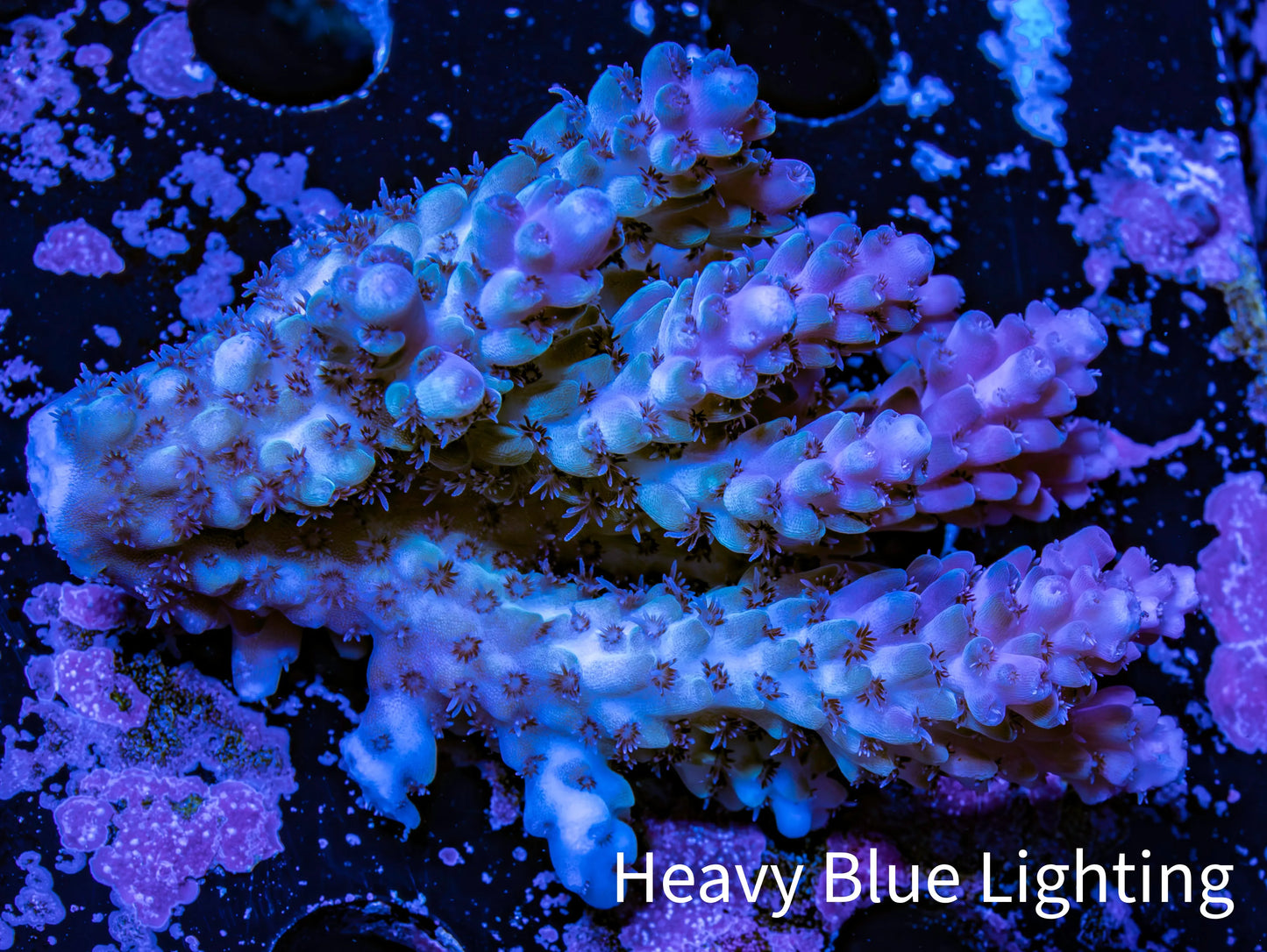 Ultra Hardline Reefs Acropora WYSIWYG D2R2B1 7cm Ultra Hardline Reefs Acropora WYSIWYG D2R2B1 7cm SPS Ultra Hardline Reefs Acropora WYSIWYG D2R2B1 7cm Zeo Box Reef