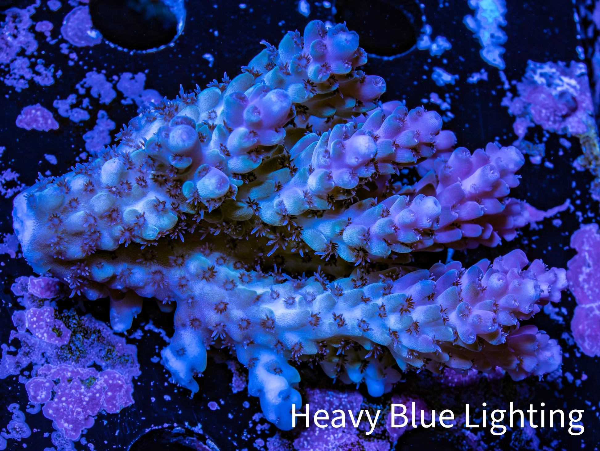 Ultra Hardline Reefs Acropora WYSIWYG D2R2B1 7cm Ultra Hardline Reefs Acropora WYSIWYG D2R2B1 7cm SPS Ultra Hardline Reefs Acropora WYSIWYG D2R2B1 7cm Zeo Box Reef