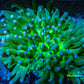Ultra Heliofungia Coral  11cm WYSIWYG Ultra Heliofungia Coral  11cm WYSIWYG LPS Ultra Heliofungia Coral  11cm WYSIWYG Zeo Box Reef