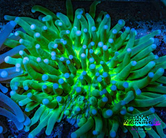 Ultra Heliofungia Coral  11cm WYSIWYG Ultra Heliofungia Coral  11cm WYSIWYG LPS Ultra Heliofungia Coral  11cm WYSIWYG Zeo Box Reef