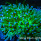 Ultra Heliofungia Coral  11cm WYSIWYG Ultra Heliofungia Coral  11cm WYSIWYG LPS Ultra Heliofungia Coral  11cm WYSIWYG Zeo Box Reef
