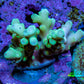 Ultra Highlighter Green Acro Frag WYSIWYG Ultra Highlighter Green Acro Frag WYSIWYG SPS Ultra Highlighter Green Acro Frag WYSIWYG Zeo Box Reef