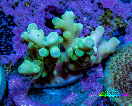 Ultra Highlighter Green Acro Frag WYSIWYG Ultra Highlighter Green Acro Frag WYSIWYG SPS Ultra Highlighter Green Acro Frag WYSIWYG Zeo Box Reef