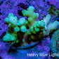 Ultra Highlighter Green Acro Frag WYSIWYG Ultra Highlighter Green Acro Frag WYSIWYG SPS Ultra Highlighter Green Acro Frag WYSIWYG Zeo Box Reef