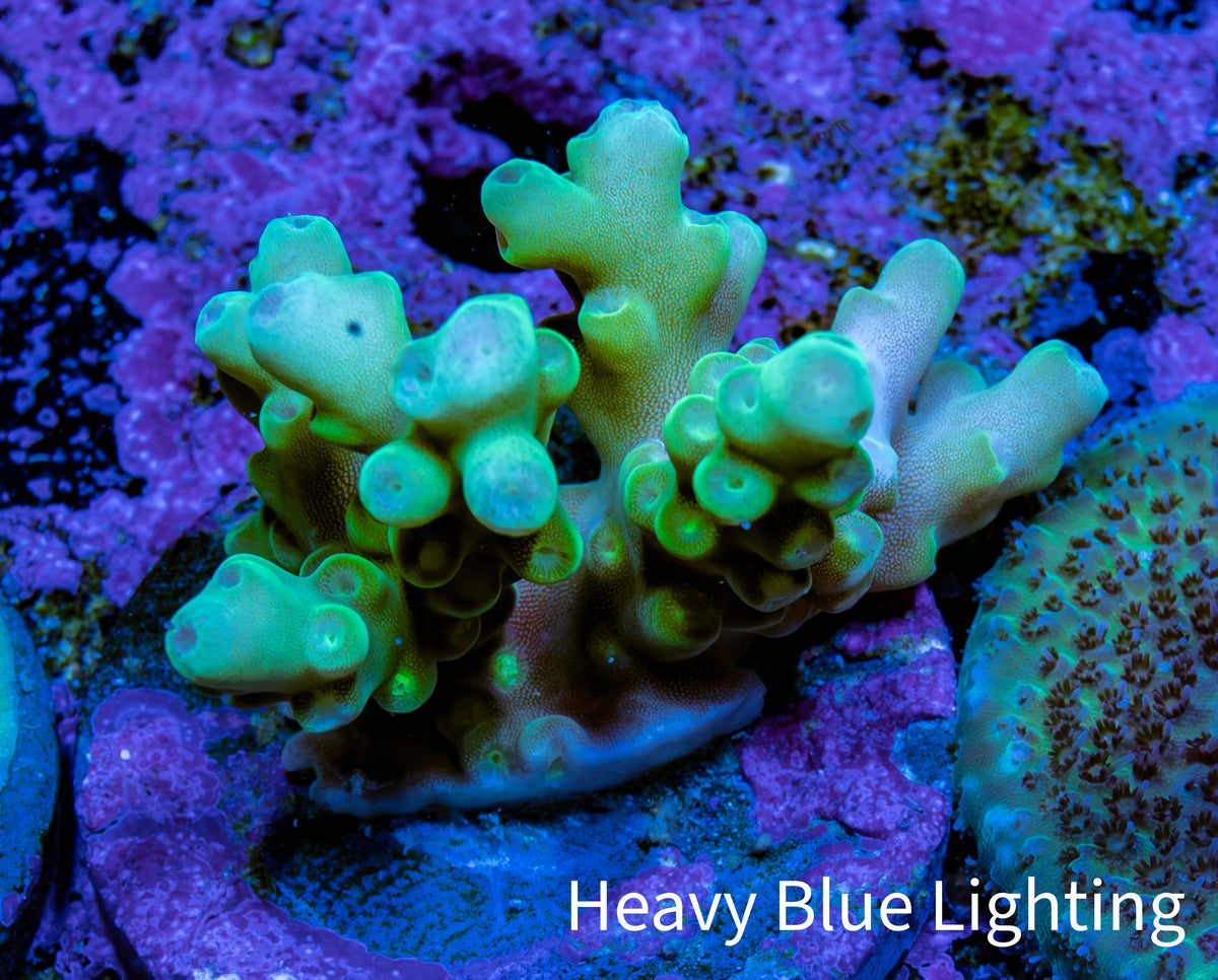 Ultra Highlighter Green Acro Frag WYSIWYG Ultra Highlighter Green Acro Frag WYSIWYG SPS Ultra Highlighter Green Acro Frag WYSIWYG Zeo Box Reef