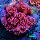 Ultra Inferno Goniopora Coral Frag, WYSIWYG Ultra Inferno Goniopora Coral Frag, WYSIWYG Animals & Pet Supplies Ultra Inferno Goniopora Coral Frag, WYSIWYG Zeo Box Reef