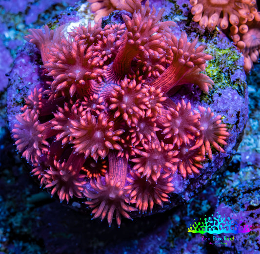 Ultra Inferno Goniopora Coral Frag, WYSIWYG Ultra Inferno Goniopora Coral Frag, WYSIWYG Animals & Pet Supplies Ultra Inferno Goniopora Coral Frag, WYSIWYG Zeo Box Reef